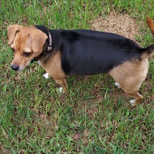 Picture of Baby Ruth