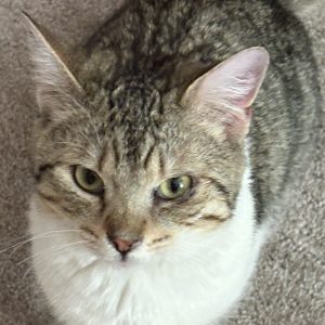Picture of Bailey Boy