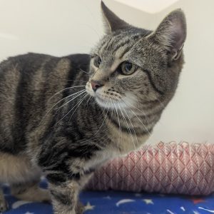 Picture of Buttercup