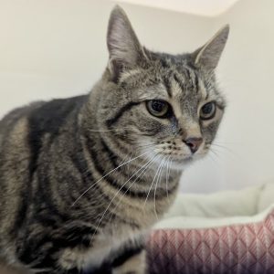 Picture of Buttercup