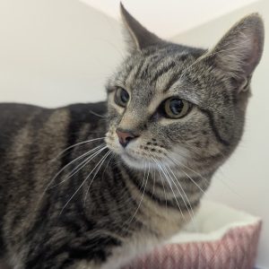 Picture of Buttercup
