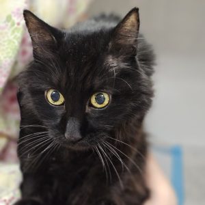 Picture of Clover