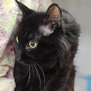 Picture of Clover