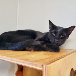 Picture of Dasher
