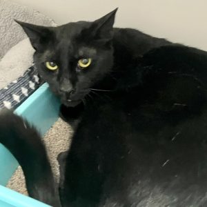Picture of Dasher