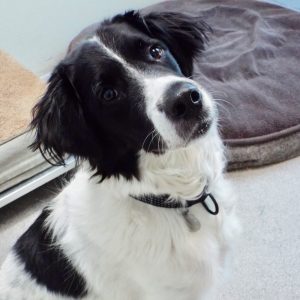 Picture of Gizmo
