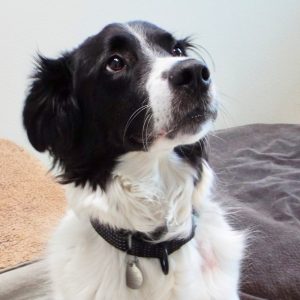 Picture of Gizmo