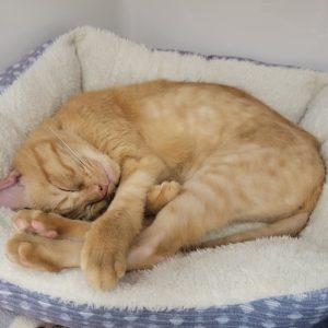 Picture of Gus