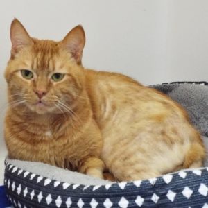 Picture of Gus