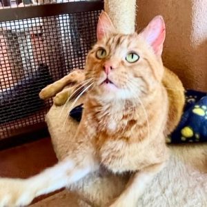 Picture of Gus