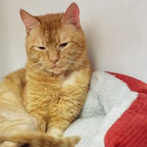Picture of Gus