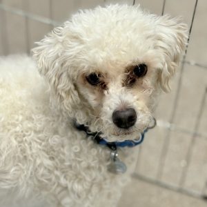Picture of Harlow