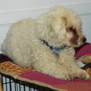 Picture of Harlow