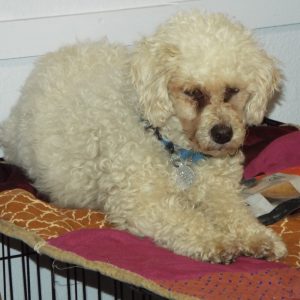 Picture of Harlow