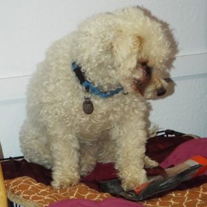 Picture of Harlow
