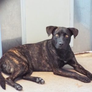 Picture of Hopper