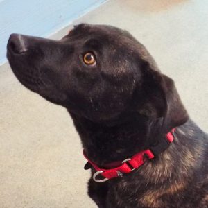 Picture of Hopper