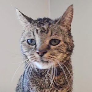Picture of Kitty
