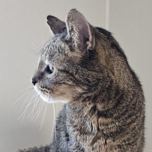 Picture of Kitty
