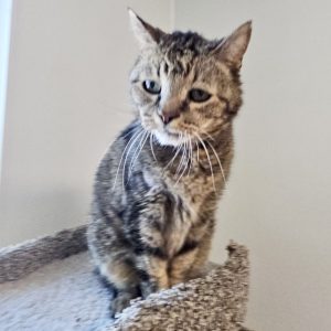 Picture of Kitty