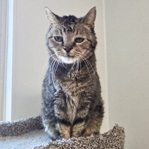 Picture of Kitty