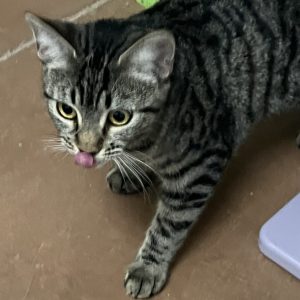 Picture of Leia