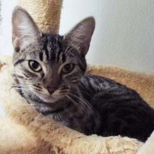 Picture of Leia