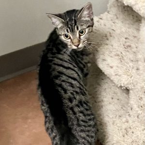 Picture of Leia