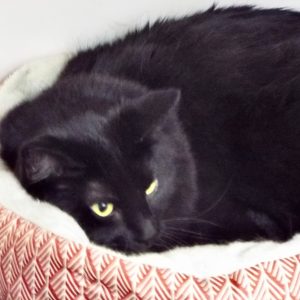Picture of Loaf