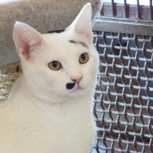 Picture of Milo