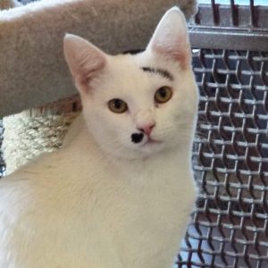 Picture of Milo