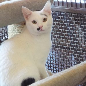 Picture of Milo