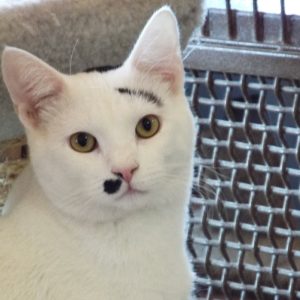 Picture of Milo