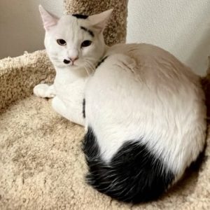 Picture of Milo