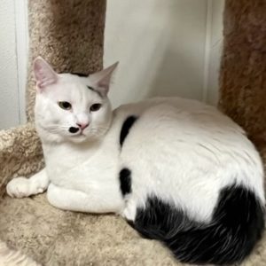 Picture of Milo
