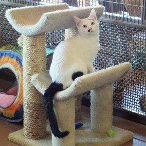 Picture of Milo