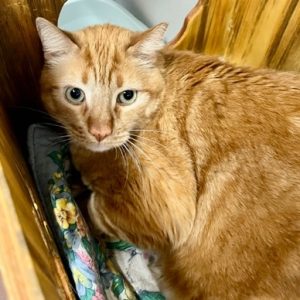 Picture of Mr. Whiskers