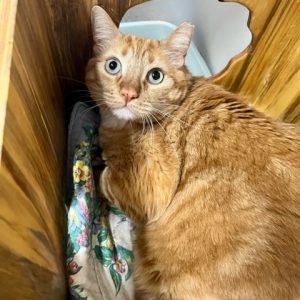 Picture of Mr. Whiskers