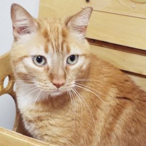 Picture of Mr. Whiskers