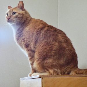 Picture of Mr. Whiskers
