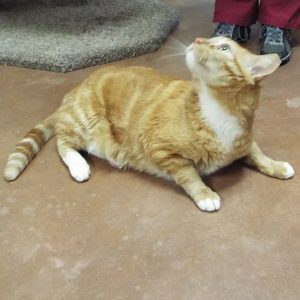 Picture of Mr. Whiskers