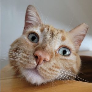 Picture of Mr. Whiskers