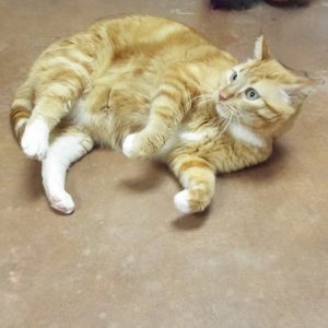 Picture of Mr. Whiskers