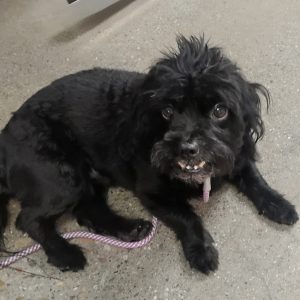 Picture of Odie