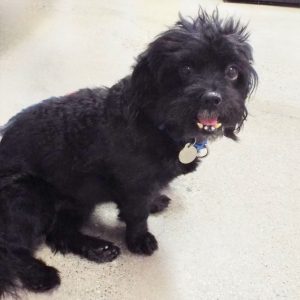 Picture of Odie