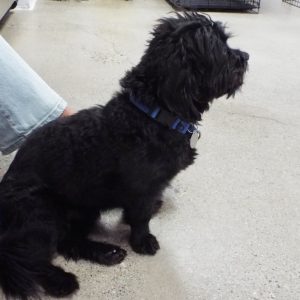 Picture of Odie