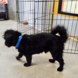 Picture of Odie
