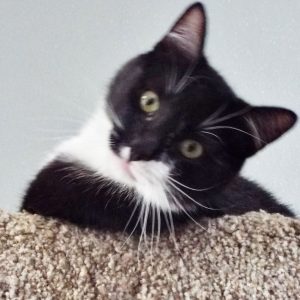 Picture of Orca