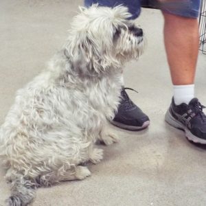 Picture of Oscar