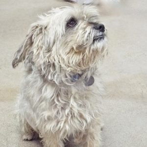 Picture of Oscar
